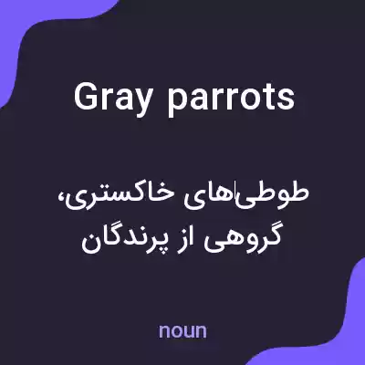 معنی gray parrots به فارسی