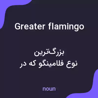 معنی greater flamingo به فارسی