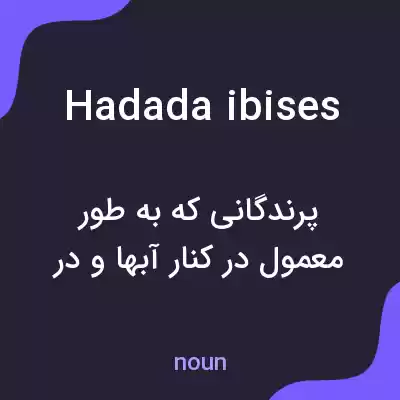 معنی hadada ibises به فارسی معنی hadada ibises به فارسی