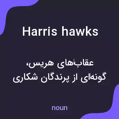 معنی harris hawks به فارسی معنی harris hawks به فارسی
