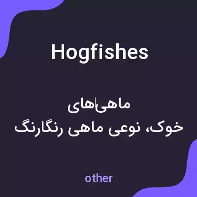 معنی hogfishes به فارسی معنی hogfishes به فارسی