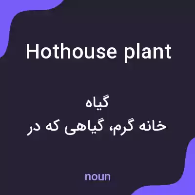 معنی hothouse plant به فارسی معنی hothouse plant به فارسی