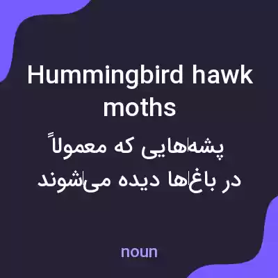 معنی hummingbird hawk moths به فارسی معنی hummingbird hawk moths به فارسی
