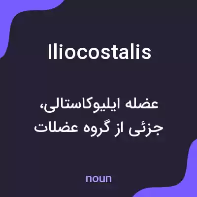 معنی iliocostalis به فارسی