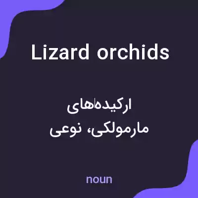 معنی lizard orchids به فارسی معنی lizard orchids به فارسی