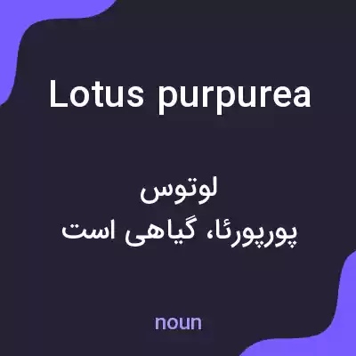 معنی lotus purpurea به فارسی معنی lotus purpurea به فارسی