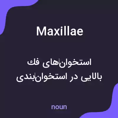 معنی maxillae به فارسی معنی maxillae به فارسی