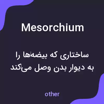 معنی mesorchium به فارسی معنی mesorchium به فارسی