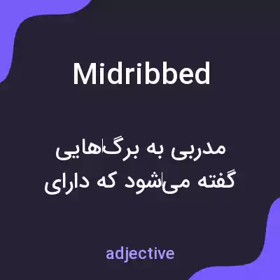 معنی midribbed به فارسی