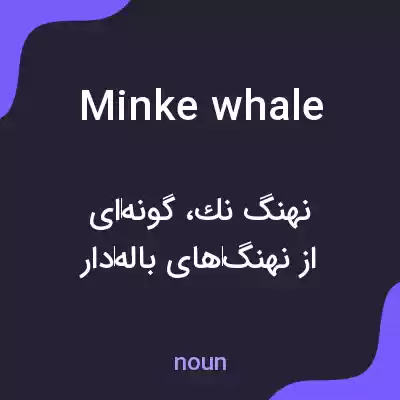 معنی minke whale به فارسی معنی minke whale به فارسی