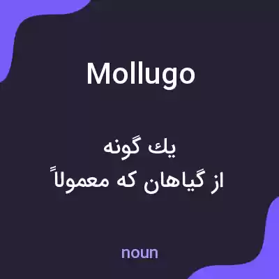 معنی mollugo به فارسی معنی mollugo به فارسی