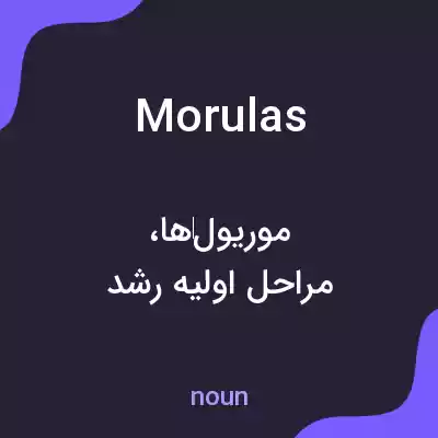 معنی morulas به فارسی