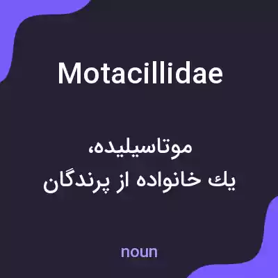 معنی motacillidae به فارسی
