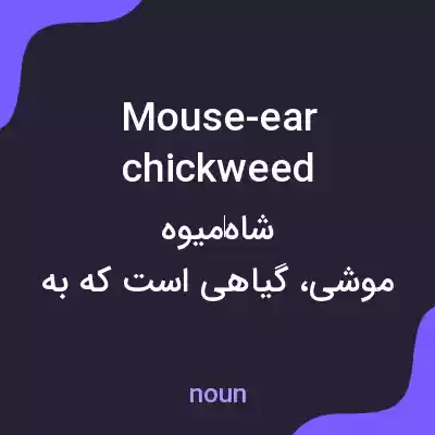 معنی mouse-ear chickweed به فارسی معنی mouse-ear chickweed به فارسی