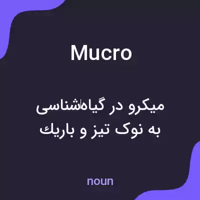 معنی mucro به فارسی