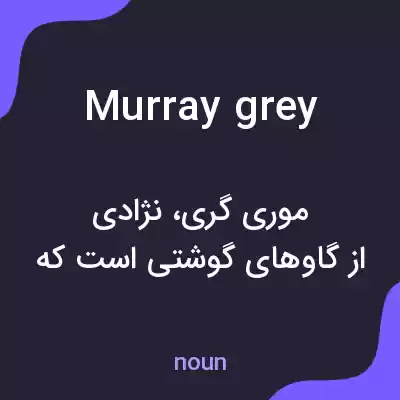 معنی murray grey به فارسی معنی murray grey به فارسی