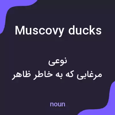 معنی muscovy ducks به فارسی معنی muscovy ducks به فارسی