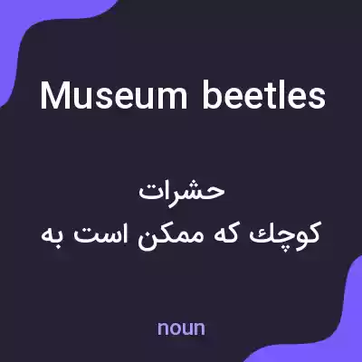 معنی museum beetles به فارسی معنی museum beetles به فارسی