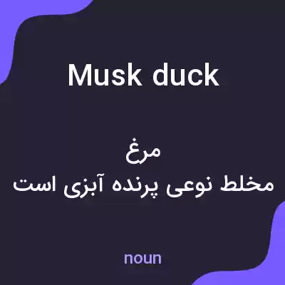 معنی musk duck به فارسی معنی musk duck به فارسی