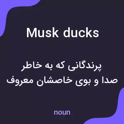 معنی musk ducks به فارسی