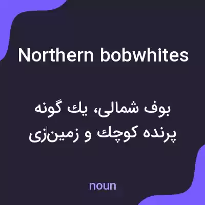 معنی northern bobwhites به فارسی