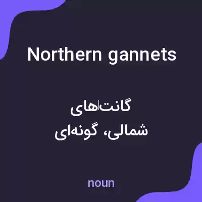 معنی northern gannets به فارسی