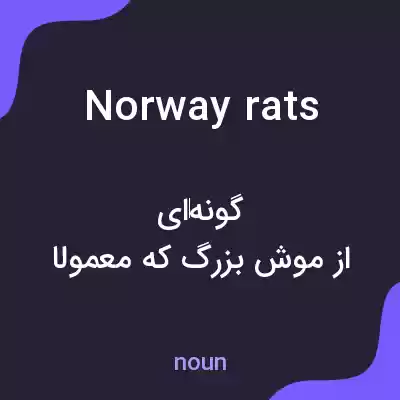 معنی norway rats به فارسی معنی norway rats به فارسی