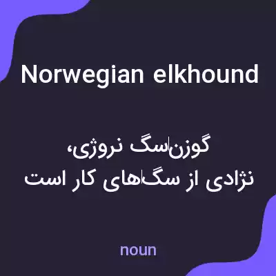 معنی norwegian elkhound به فارسی