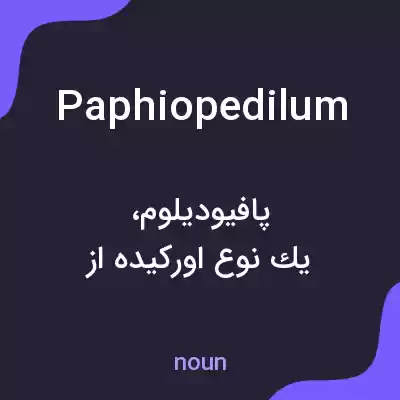 معنی paphiopedilum به فارسی معنی paphiopedilum به فارسی