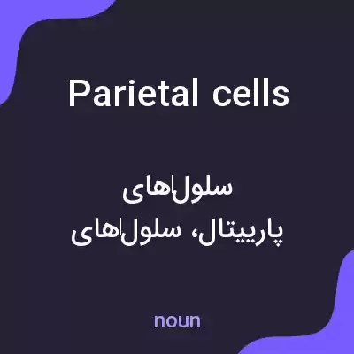 معنی parietal cells به فارسی معنی parietal cells به فارسی