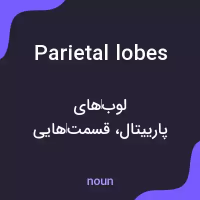 معنی parietal lobes به فارسی معنی parietal lobes به فارسی
