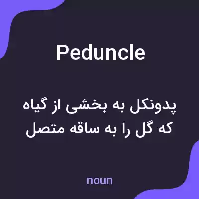 معنی peduncle به فارسی