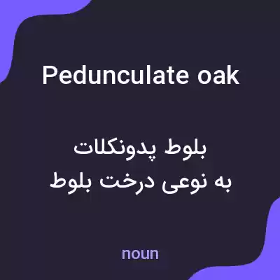 معنی pedunculate oak به فارسی