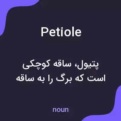 معنی petiole به فارسی