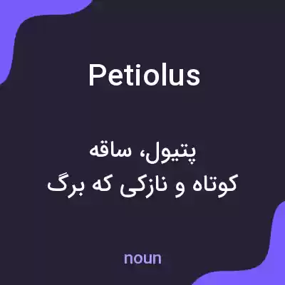 معنی petiolus به فارسی