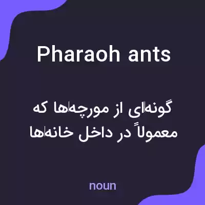 معنی pharaoh ants به فارسی معنی pharaoh ants به فارسی