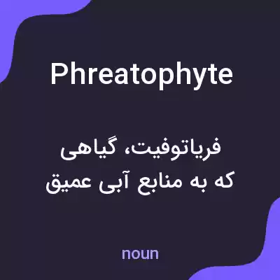 معنی phreatophyte به فارسی