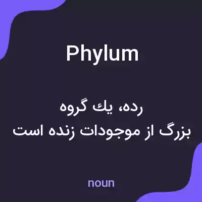 معنی phylum به فارسی معنی phylum به فارسی