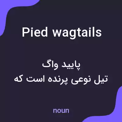معنی pied wagtails به فارسی معنی pied wagtails به فارسی