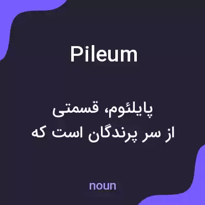 معنی pileum به فارسی معنی pileum به فارسی