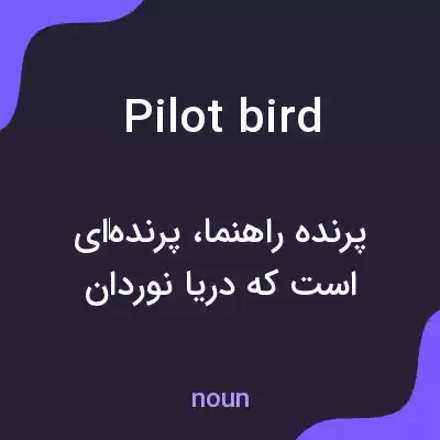 معنی pilot bird به فارسی