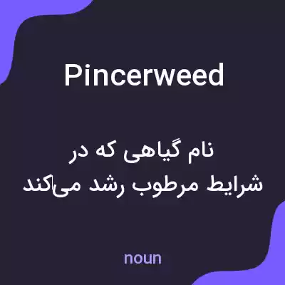 معنی pincerweed به فارسی معنی pincerweed به فارسی