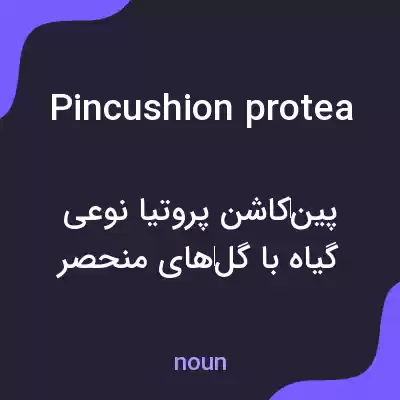 معنی pincushion protea به فارسی معنی pincushion protea به فارسی