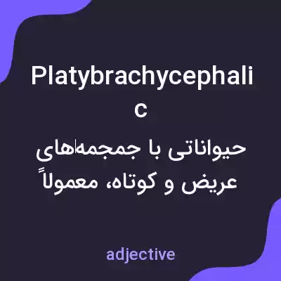 معنی platybrachycephalic به فارسی معنی platybrachycephalic به فارسی