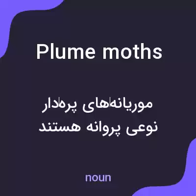 معنی plume moths به فارسی