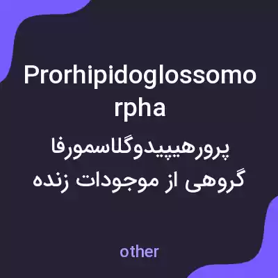 معنی prorhipidoglossomorpha به فارسی معنی prorhipidoglossomorpha به فارسی