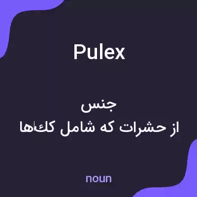 معنی pulex به فارسی معنی pulex به فارسی