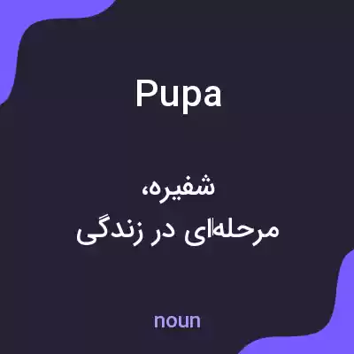 معنی pupa به فارسی معنی pupa به فارسی