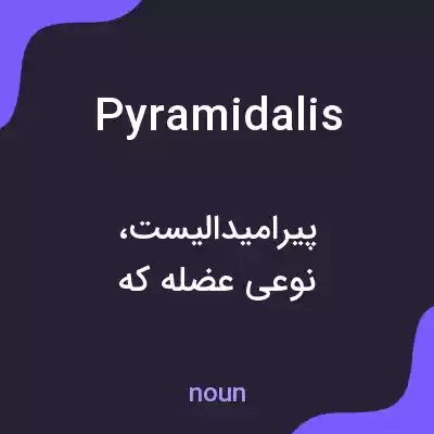 معنی pyramidalis به فارسی معنی pyramidalis به فارسی