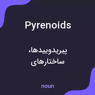 معنی pyrenoids به فارسی